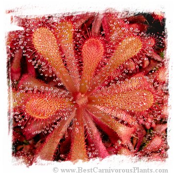 Drosera venusta {Tsitsikamma National Park,  RSA} / 2+ plants