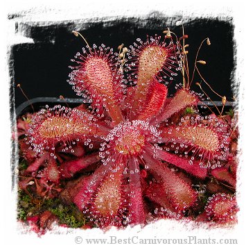 Drosera venusta {Tsitsikamma National Park,  RSA} / 2+ plants