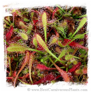 Drosera villosa {TYPE, Serra de Ibitipoca, MG, Brazil} / 2+ plants