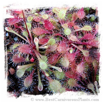 Drosera viridis {Serra de Ponta Grossa, Parana State, Brazil} / 2+ plants