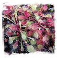 Drosera viridis {Serra de Ponta Grossa, Parana State, Brazil} / 2+ plants