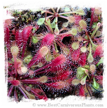 Drosera viridis {Serra de Ponta Grossa, Parana State, Brazil} / 2+ plants