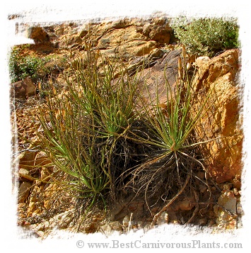 Drosophyllum lusitanicum {Cortes de la Frontera, Andalusia, Spain} (6 seeds)