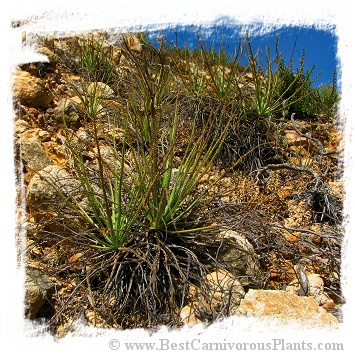 Drosophyllum lusitanicum {Alcala de los Gazules, Andalusia, Spain} (6 seeds)