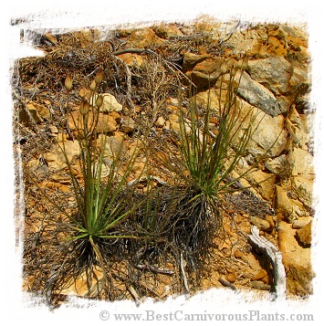 Drosophyllum lusitanicum {near Los Barrios, Andalusia, Spain} (6 seeds)