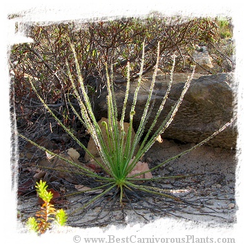 Drosophyllum lusitanicum {Cortes de la Frontera, Andalusia, Spain} (6 seeds)