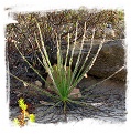 Drosophyllum lusitanicum {Cortes de la Frontera, Andalusia, Spain} (6 seeds)