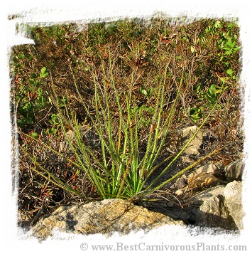 Drosophyllum lusitanicum {Ubrique, Andalusia, Spain} (6 seeds)