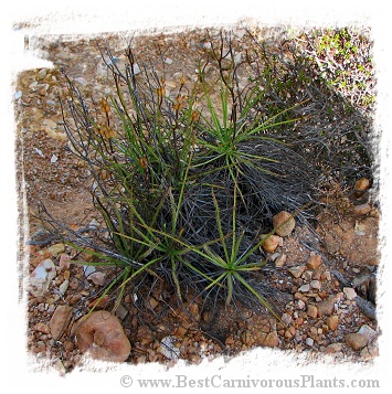 Drosophyllum lusitanicum {Ubrique, Andalusia, Spain} (6 seeds)