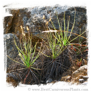 Drosophyllum lusitanicum {Puerto de Galis, Andalusia, Spain} (6 seeds)