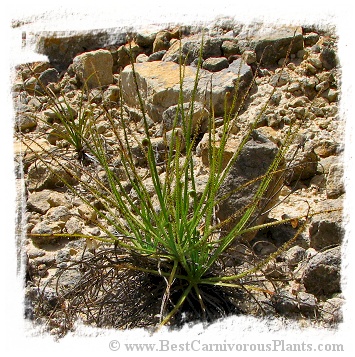 Drosophyllum lusitanicum {Alcala de los Gazules, Andalusia, Spain} (6 seeds)