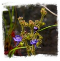 Genlisea glandulosissima {north of Kasama, Zambia}