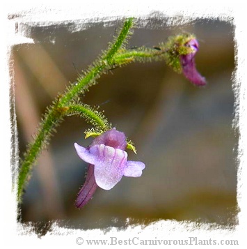 Genlisea glandulosissima (10s)