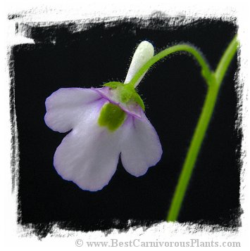 Genlisea lobata x Genlisea flexuosa