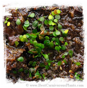 Genlisea nigrocaulis {Mt. Roraima, Venezuela}