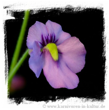 Genlisea violacea {Serra da Caraca, Minas Gerais, Brazil}