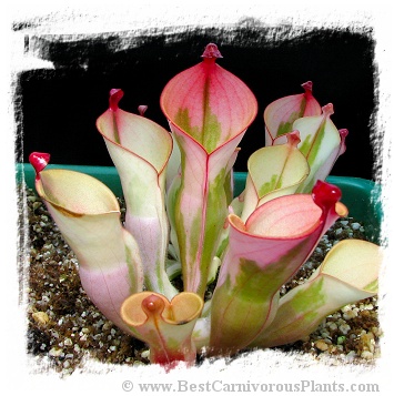 Heliamphora cv. 'BCP Flamingo' / 1+ medium plant, juvenile pitchers, 5-7 cm