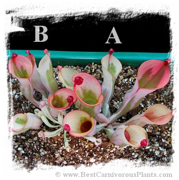 Heliamphora cv. 'BCP Flamingo' / 1 plant, 4-6 cm