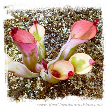 Heliamphora cv. 'BCP Flamingo' / 1 plant, 7-12 cm