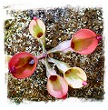 Heliamphora cv. 'BCP Flamingo' / 1 plant, 7-12 cm