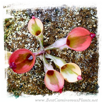 Heliamphora cv. 'BCP Flamingo' / 1+ medium plant, juvenile pitchers, 5-7 cm