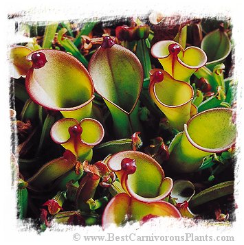 Heliamphora heterodoxa x ionasii / 2+ plants, 5-10 cm