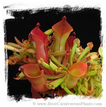 Heliamphora heterodoxa hybrids / 3+ plants, 3-5 cm