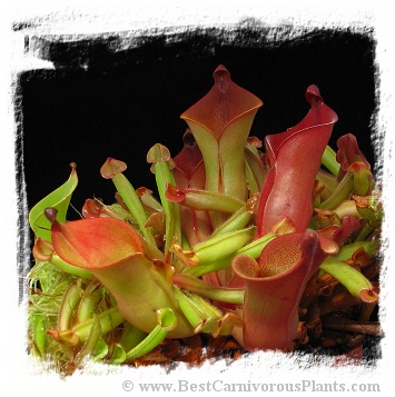 Heliamphora heterodoxa hybrids / 3+ plants, 3-5 cm