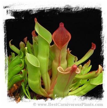 Heliamphora heterodoxa hybrids / 3+ plants, 3-5 cm