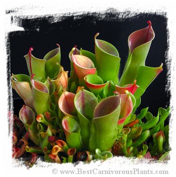 Heliamphora minor {mixed clones, Auyan Tepui, Venezuela} / 2+ plants, 4-8 cm