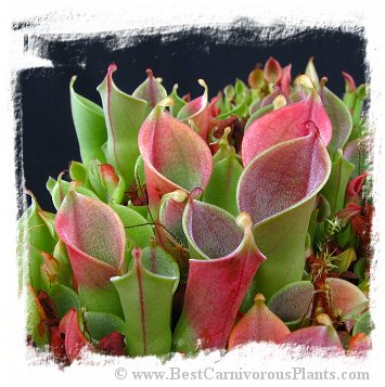 Heliamphora minor {mixed clones, Auyan Tepui, Venezuela} / 2+ plants, 4-8 cm