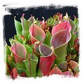 Heliamphora minor {mixed clones, Auyan Tepui, Venezuela} / 2+ plants, 4-8 cm