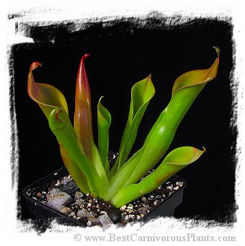 Heliamphora neblinae {Cerro Neblina, Brazil-Venezuela border} / 2+ plant, 5-10 cm