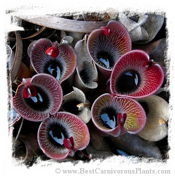 Heliamphora pulchella {Churi Tepui, Venezuela} / 2+ plants, 3-7 cm