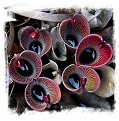 Heliamphora pulchella (8s) 