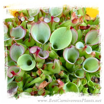 Heliamphora pulchella {H25-02, Churi Tepui, Venezuela} / 2+ plants, size 3-5 cm