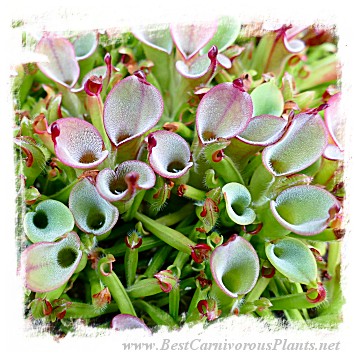 Heliamphora pulchella {H25-04, Churi Tepui, Venezuela} / 2+ plants, size 3-5 cm