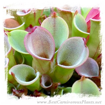 Heliamphora pulchella {H25-06, Churi Tepui, Venezuela} / 2+ plants, size 3-5 cm