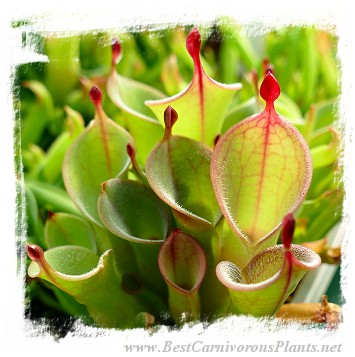 Heliamphora pulchella {H25-08, Churi Tepui, Venezuela} / 2+ plants, size 3-5 cm