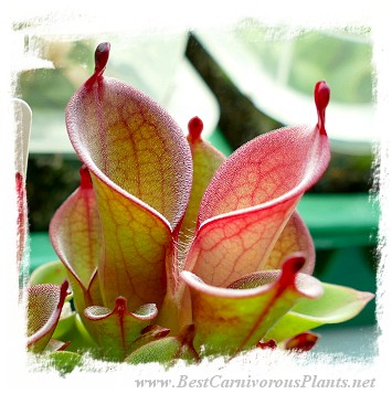 Heliamphora pulchella {H25-07, Churi Tepui, Venezuela} / 2+ plants, size 3-5 cm