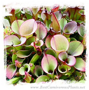 Heliamphora pulchella {H25-11, Churi Tepui, Venezuela} / 1+ plants, size 3-5 cm