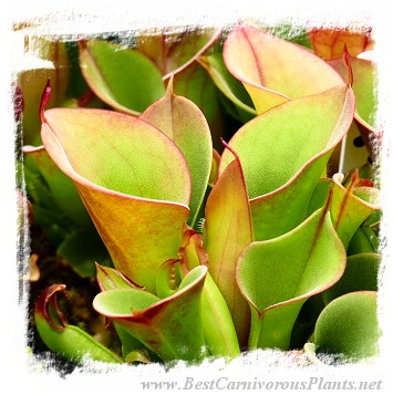 Heliamphora pulchella {H25-11, Churi Tepui, Venezuela} / 1+ plants, size 3-5 cm