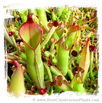 Heliamphora purpurascens {Ptari Tepui, Venezuela} / 3+ plants, 3-6 cm