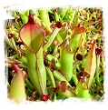 Heliamphora purpurascens {Ptari Tepui, Venezuela} / 3+ plants, 3-6 cm