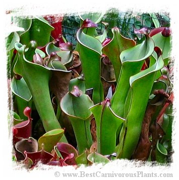 Heliamphora tatei var. tatei {Cerro Marahuaca, Venezuela} / 2+ plants, 3-8 cm