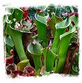 Heliamphora tatei var. tatei {Cerro Huachamacare, Venezuela} / 1+ plants, 3-8 cm