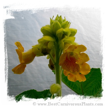 Ibicella lutea (5s)