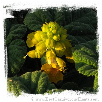 Ibicella lutea (5s)