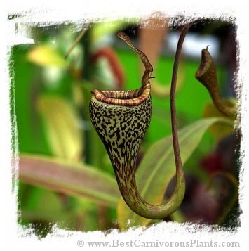 Nepenthes vogelii {seedgrown, Gunung Murud Range, Sabah, Borneo} / size 3-6 cm