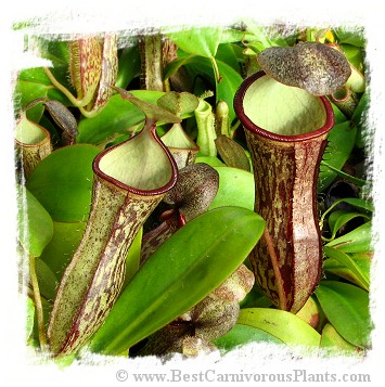 Nepenthes adnata x campanulata / 4-12 cm